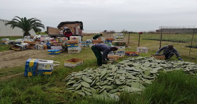  توسعه زیر ساخت کارآفرینی دانشکده منابع طبیعی نور از طریق فروش اولین محصول پروژه خزانه کاکتوس اپونتیا